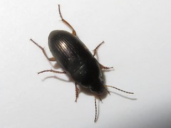 Amara familiaris