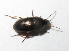 Amara familiaris
