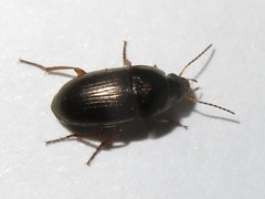 Amara familiaris