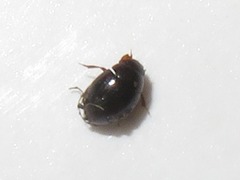 Megasternum concinnum