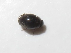 Megasternum concinnum