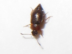 Anthobium atrocephalum