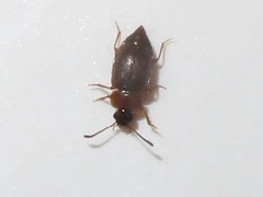 Anthobium atrocephalum