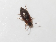 Anthobium atrocephalum
