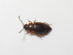 Anthobium atrocephalum
