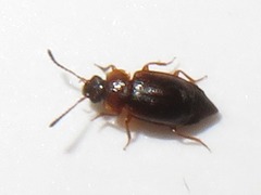 Anthobium atrocephalum