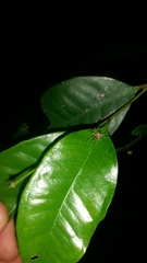 Tauala lepidus