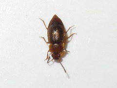 Anthobium unicolor