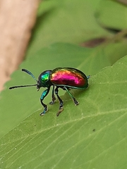 Platycorynus sauteri