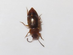 Anthobium unicolor