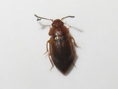 Anthobium unicolor