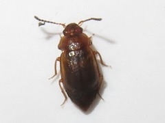 Anthobium unicolor