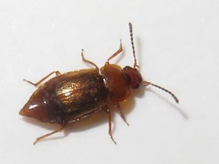Anthobium unicolor