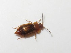 Anthobium unicolor