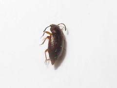 Anthobium atrocephalum