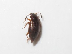 Anthobium atrocephalum