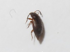 Anthobium atrocephalum