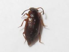 Anthobium atrocephalum