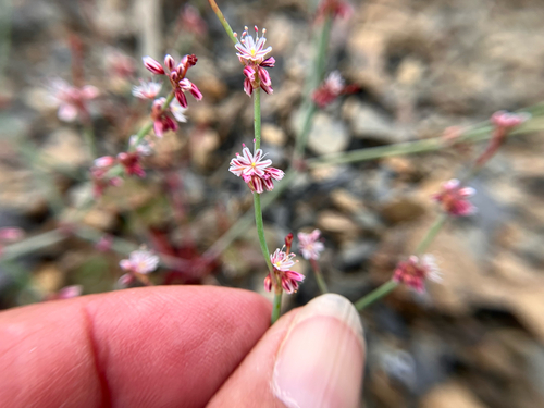 Eriogonum covilleanum, 2026-04-25