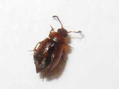 Anthobium atrocephalum