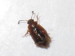Anthobium atrocephalum