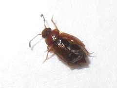 Anthobium atrocephalum