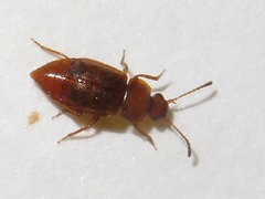Anthobium unicolor