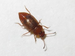 Anthobium unicolor