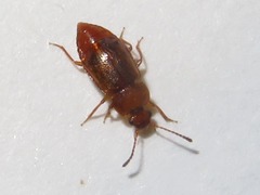 Anthobium unicolor