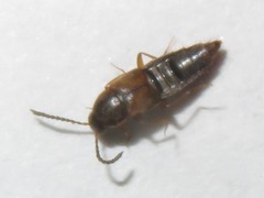 Oxypoda acuminata