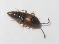 Oxypoda acuminata