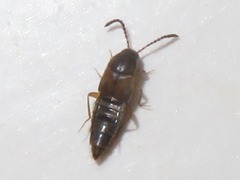 Oxypoda acuminata