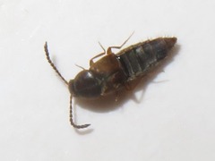 Oxypoda acuminata