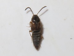 Oxypoda acuminata