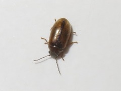 Contacyphon ochraceus