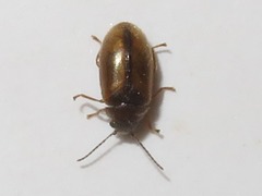 Contacyphon ochraceus