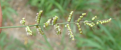 Setaria sagittifolia image
