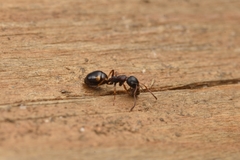 Dolichoderus sibiricus