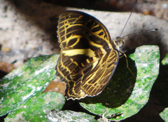 Catuna angustatum