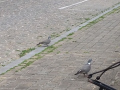 Columba palumbus