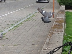 Columba palumbus