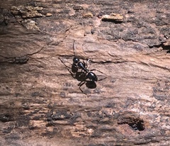 Camponotus werthi