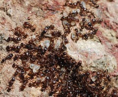 Tetramorium tsushimae