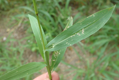 Setaria sagittifolia image