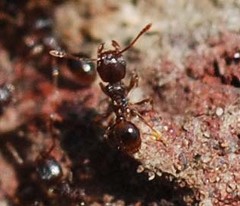 Tetramorium tsushimae