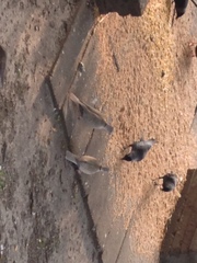 Streptopelia decaocto