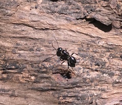 Camponotus werthi