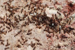 Tetramorium tsushimae