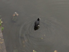 Fulica atra