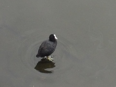 Fulica atra